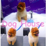 Салон & зоомагазин для животных Dog House в Калуге