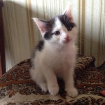 Домашняя кошка 1 год 2 месяца Оренбург