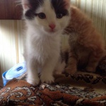 Домашняя кошка 1 год 2 месяца Оренбург