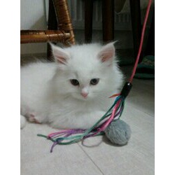Сибирский белый котенок с голубыми глазами