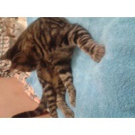Мальчик котенок с окрасом табби 5,6 мес в заботливые руки
