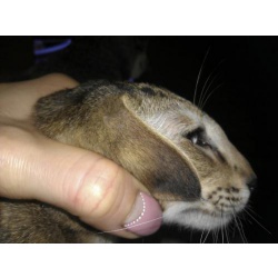 Ориентальная кошка из питомника Nurul-Ain в разведение