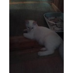 Беленький с рыженьким голубоглазый малыш от нашей кошки