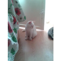 Беленький с рыженьким голубоглазый малыш от нашей кошки