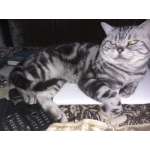 Кот на вязку. котята от 2000