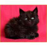 Чёрные котята мейн-кун