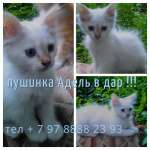  В ДАР!Белоснежный сибирский котенок Адель в самые надежные и любящие руки !!!