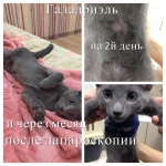 Русские голубые котята Sheer Love от Чемпиона Мира WCF в Краснодаре