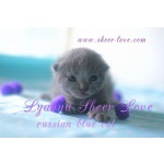 Русские голубые котята Sheer Love от Чемпиона Мира WCF в Краснодаре