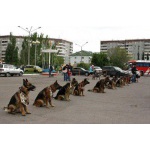Омский областной центр спортивно - служебного собаководства