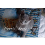 Лучший питомец - русский голубой котенок Norris Sheer Love.