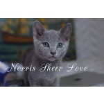 Лучший питомец - русский голубой котенок Norris Sheer Love.
