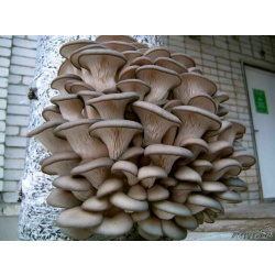 грибница грибов и готовые блоки