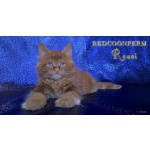 Котёнок мейн кун красный из питомника Redcoonperm