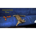 Котёнок мейн кун красный из питомника Redcoonperm