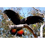 Траурный какаду Бэнкса, или краснохвостый траурный какаду (Calyptorhynchus banksii) птенцы выкормыш