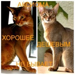 абиссинские котята современного типа