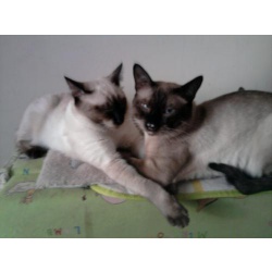 Тайские котята сил-пойнт и молодой кот