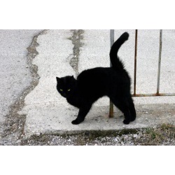 Молодой черный котик