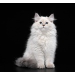 Невская маскарадная кошка (котята)