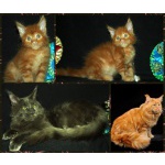 Шикарные котята мейн кун и коты на вязку из питомника Long Tail
