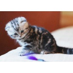 Купить британского/шотландского котенка в Москве, питомник кошек «SILVER SHARM»