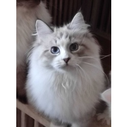 Продается невская маскарадная кошка Ефимия Имбирный пряник