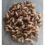 Сверчки, тараканы, зофобас (кормовые насекомые / живые и замороженные)