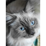 Продается невский маскарадный кот Гранит Имбирный пряник