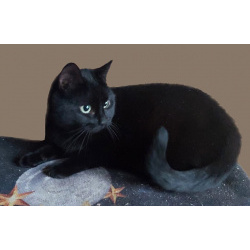 Роскошная чёрная кошка Ирма ищет дом. 2 года