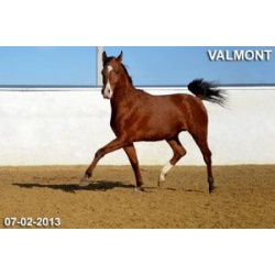 Лошади на продажу, арабский жеребчик Вальмонт