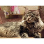 Необыкновенно красивый VIP котик мейн-кун LORD MAGIC!