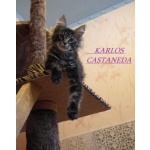 Бандит котик мейн-кун Karlos Castaneda