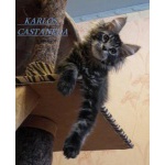 Бандит котик мейн-кун Karlos Castaneda