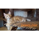 Огненный лев котик мейн-кун LUXURI LION