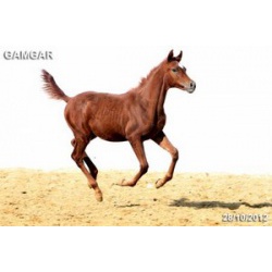 Лошади на продажу, арабский жеребчик Гамгар 2012 г
