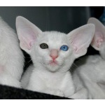 Ориентальный белый котенок (форинвайт)