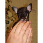 самая маленькая в мире собачка