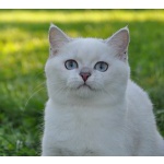 Британские котята серебристые шиншиллы