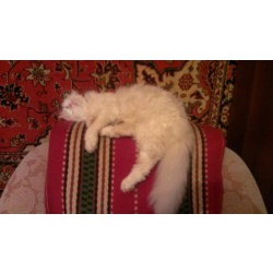 Вязка с сибирским белым котом