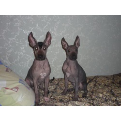 голые мексиканские собаки КСОЛО