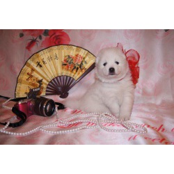 Продам щенка японского шпица
