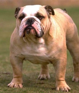 Бойцовские породы собак - Английский бульдог