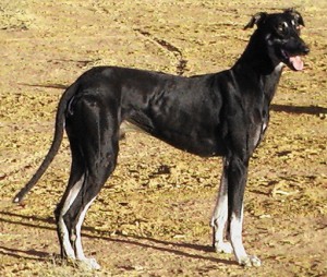 Охотничьи породы собак - Австралийская (кенгуровая) борзая
