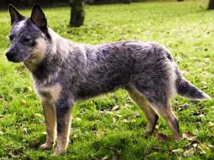 Пастушьи породы собак - Австралийская пастушья собака