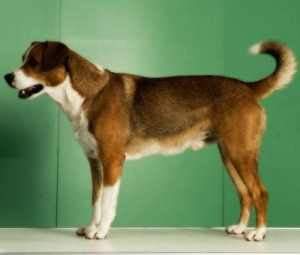 Охотничьи породы собак - Австрийский короткошёрстный пинчер