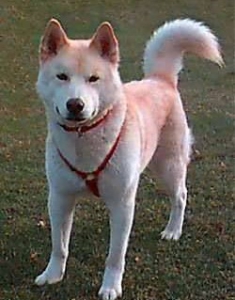 Айну (Хоккайдо-ину, айну-кен, хоккайдская собака, хоккайдо) 
