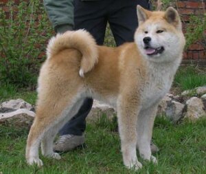 Бойцовские породы собак - Акита-ину