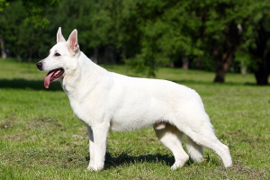 Собаки для детей - Белая швейцарская овчарка
