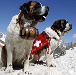 Служебные породы собак - Альпийский мастиф (сенбернар, собака святого Бернара, бернардинер)